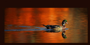 Wood duck fine art image